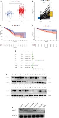 Bioinformatics and Experimental Analysis of the Prognostic and Predictive Value of the CHPF Gene on Breast Cancer